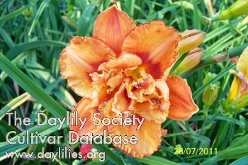 Daylily Philip Edward